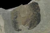 Pennsylvanian Fossil Fern (Neuropteris) Plate - Kentucky #137721-4